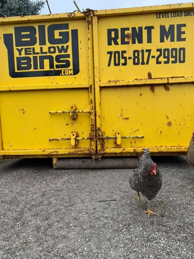 Yellow dump and a chicken